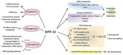 Effect of Dipeptidyl Peptidase-4 Inhibitors on Bone Metabolism and the Possible Underlying Mechanisms